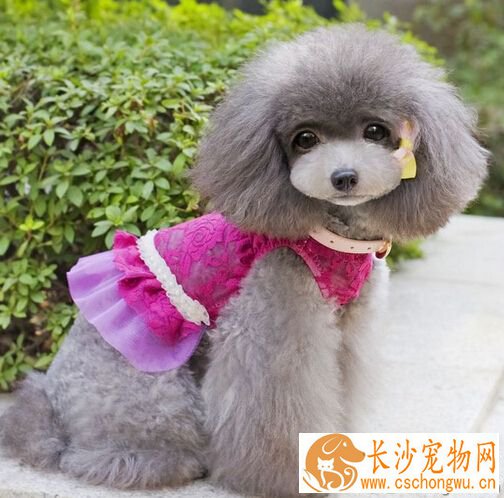 为什么狗怕太阳光 可能是你的狗狗感冒了