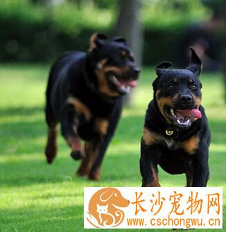 罗威纳犬感冒 感冒主要的病因有两种