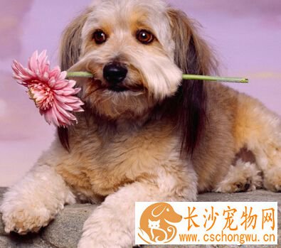 狗狗感冒了吃什么 需要及时医治处理