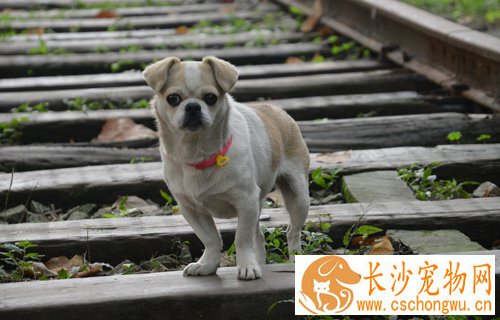 狗狗感冒吃什么药   几种常见感冒药要知道