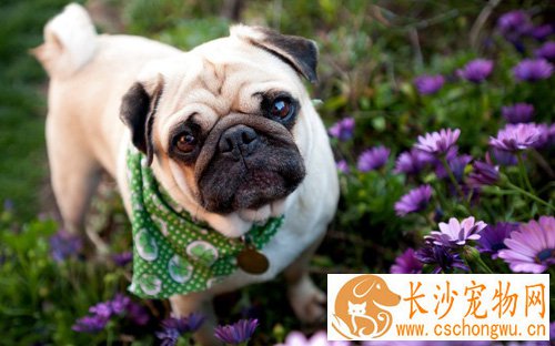 巴哥犬感冒 一些基本的处理方法