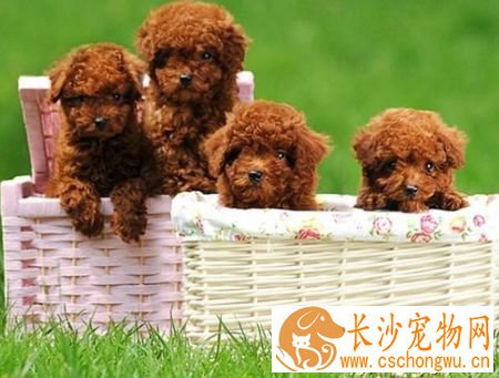 泰迪狗打喷嚏怎么办 一定要及时就医