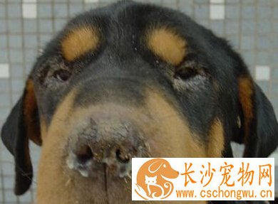 狗瘟早期症状 会出现鼻涕打喷嚏腹泻等现象