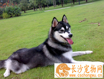 狗狗打喷嚏怎么办 维护狗狗口腔卫生