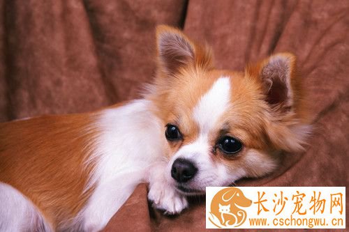 狗狗中毒了怎么办 中毒需要处理的方法