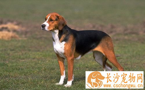 犬冠状病毒是不是犬瘟细小 犬冠状病毒临床症状
