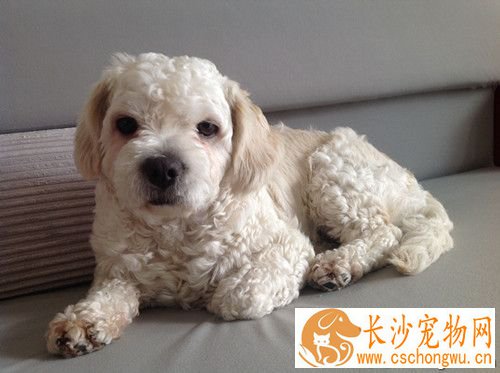 狗病毒性肠炎 小病毒性肠炎的发病原因
