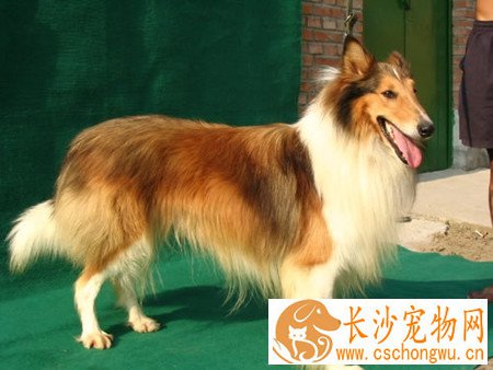 狗咬怎么消毒 可用碱性洗涤剂清洗伤口
