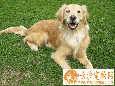 狗咬伤口怎么处理 清洗消毒打狂犬疫苗