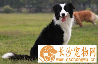 狗狗拉血怎么回事 饮食不当病毒会导致拉血