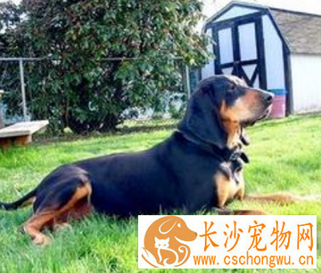 黑褐色猎浣熊犬好养吗 预防食物中毒