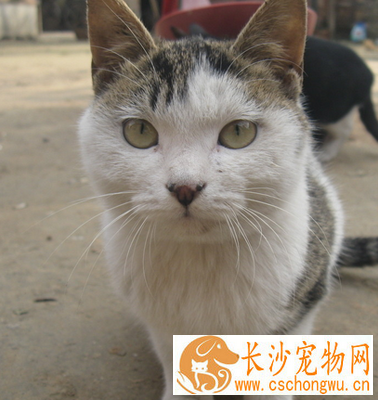 猫能吃猪肝吗 易引起维生素A中毒