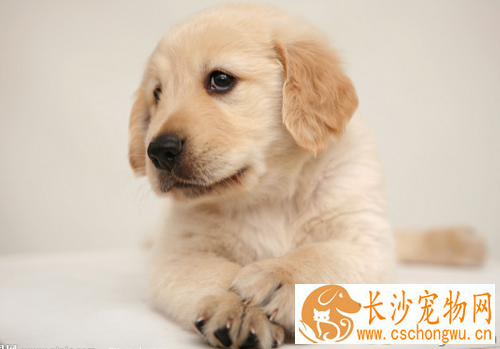 犬细小病毒的治疗 细小病毒的具体症状