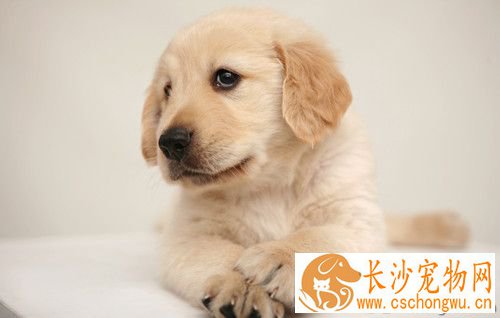 狗狗得病毒性肠炎怎么办 病毒性肠炎有什么症状