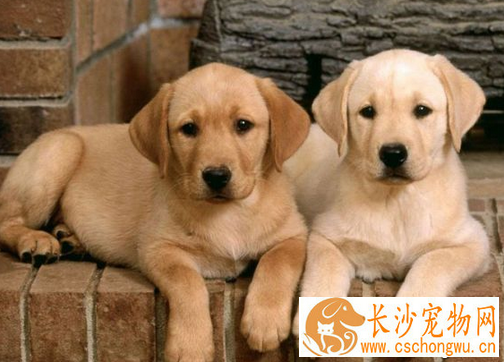 犬瘟热消毒  饲养新宠物前必须要先消毒