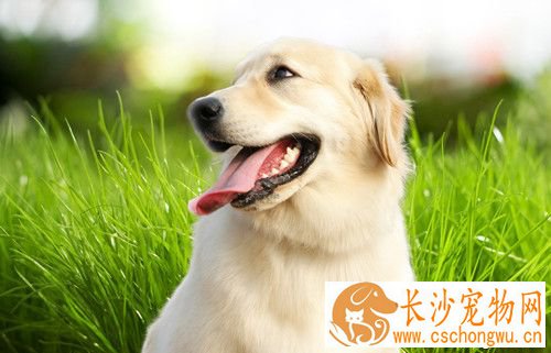狗狗有耳疥虫怎么办 家里环境需要随时消毒