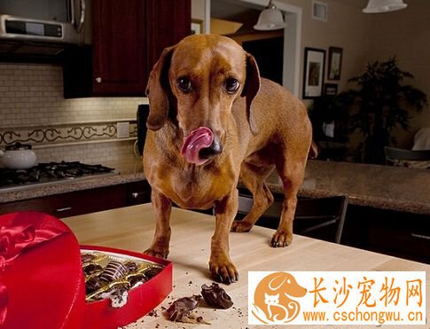 狗吃巧克力 可能会引起多种中毒的症状