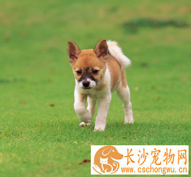 狗狗肠炎怎么办 做好病毒性疾病的预防