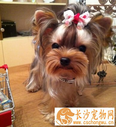 约克夏梗好养吗 饲养前家里做好消毒工作