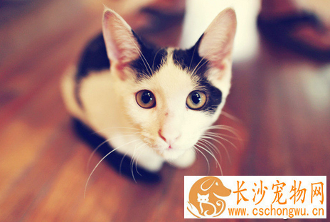 猫胃炎症状 猫患了胃炎应怎样防治呢