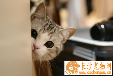 猫口炎怎么治 包括口腔黏膜炎 舌炎 齿龈炎等