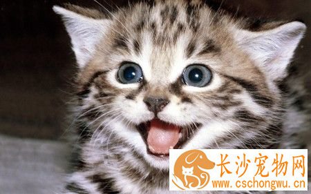 猫咪得了肠胃炎怎么办 可食疗药物治疗