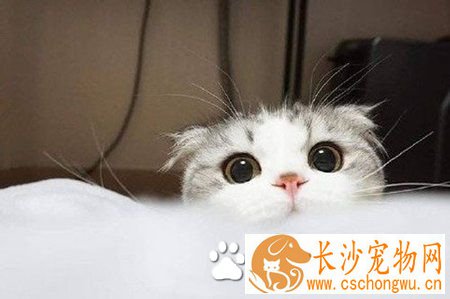 猫得肠胃炎会死吗 注意饮食食具的卫生