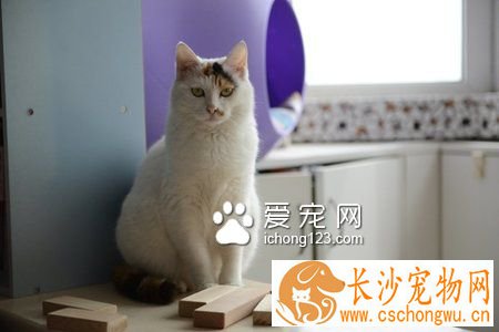 猫尿频吃什么药 打消炎针或者吃消炎药