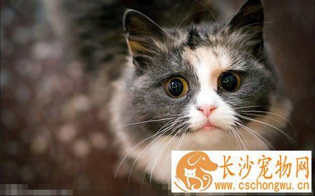 小猫肠胃炎怎么办 99%都是由杆菌引起的