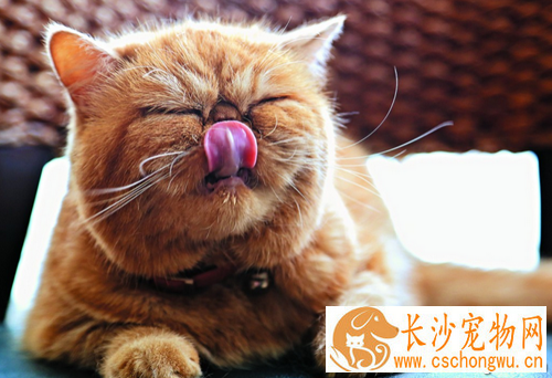 猫传染性腹膜炎  猫咪的绝症及预防措施