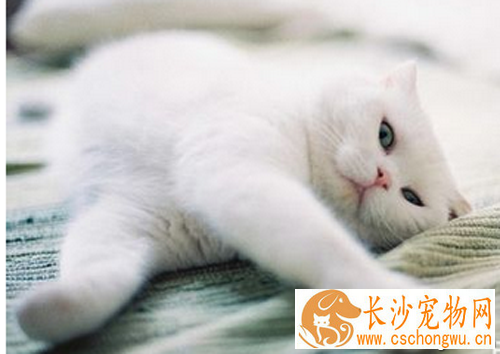 弓形虫症状 症状些似犬瘟热犬传染性肝炎