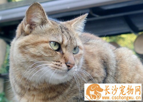 猫得毛囊炎怎么办 消毒清理干净患处