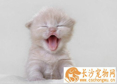 猫毛囊炎症状 轻度毛囊炎治疗办法