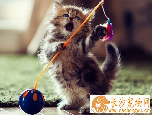 猫毛囊炎怎么治 在家如何治疗