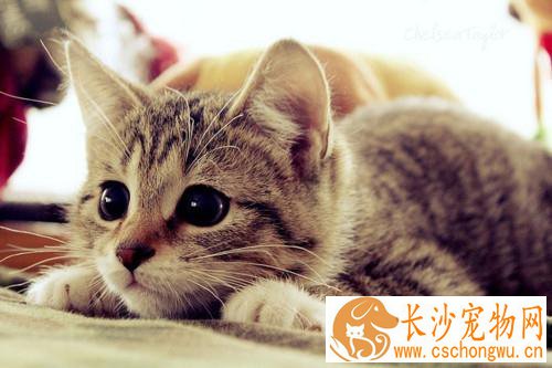 猫毛囊炎怎么办 黑下巴的原因
