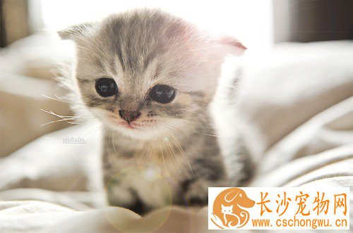 猫毛囊炎用什么药 主人如何处理毛囊炎
