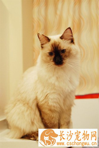 猫尿道炎吃什么药 首先需要确诊