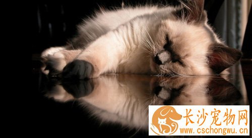 巴厘猫肠炎吃什么药 调节消化系统