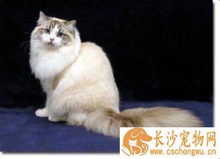 褴褛猫肠胃炎吃什么药 食疗或者药物治疗