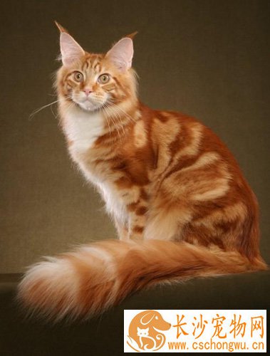 猫拉稀吃什么药 了解肠炎还是消化问题