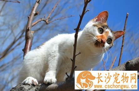 猫患了尿石症怎么办 改进配方给予清洁水份