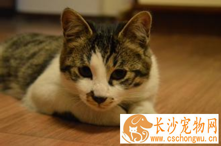 猫咪没有胃口怎么办 详解增强食欲的方法