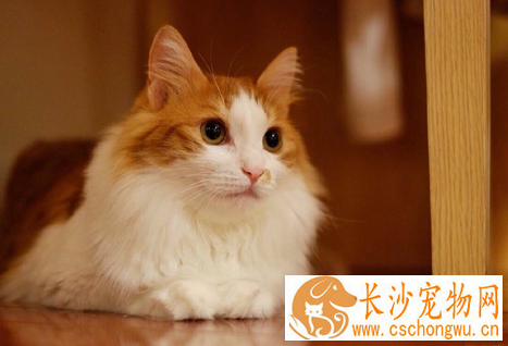 猫咪吐了怎么办 呕吐是猫经常出现的一种症状