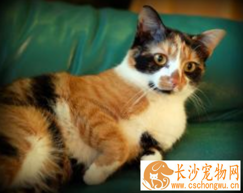 猫有跳蚤怎么办 可使用猫灭蚤灭虱项圈