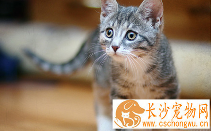 猫得了破伤风怎么办 平时应防止猫外伤