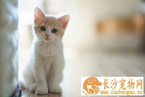 猫感冒了怎么办 用抗生素控制继发感染
