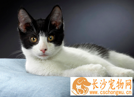 母猫刚生产完没有奶怎么办 对母猫进行催乳