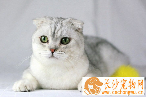 猫咪难产怎么办 可人为帮助猫咪生产