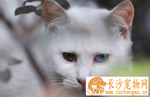 猫咪老了怎么办 特殊的护理和喂养延长寿命