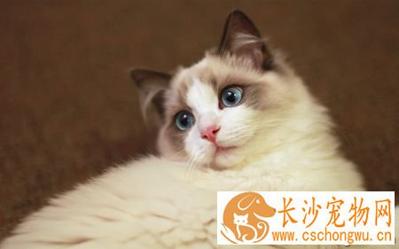 猫打喷嚏咳嗽怎么办 找到打喷嚏的原因